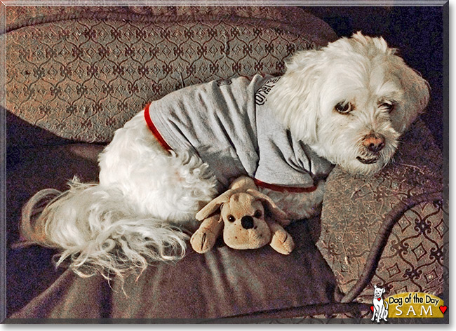 Sam the Maltese/Poodle Mix, the Dog of the Day