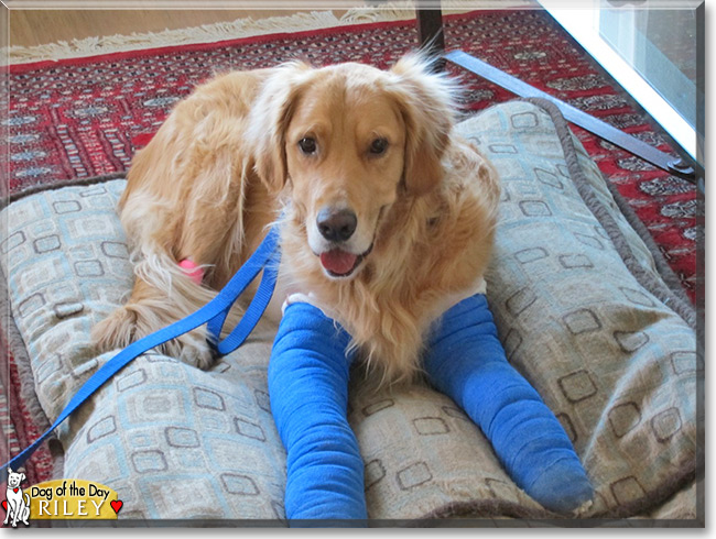 Riley the Golden Retriever, the Dog of the Day