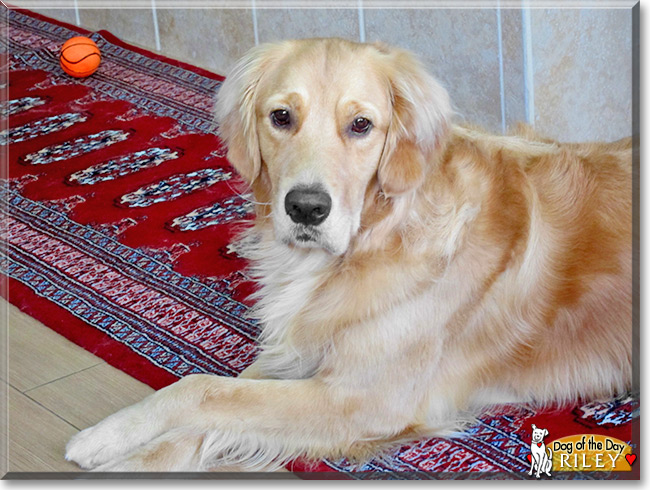 Riley the Golden Retriever, the Dog of the Day