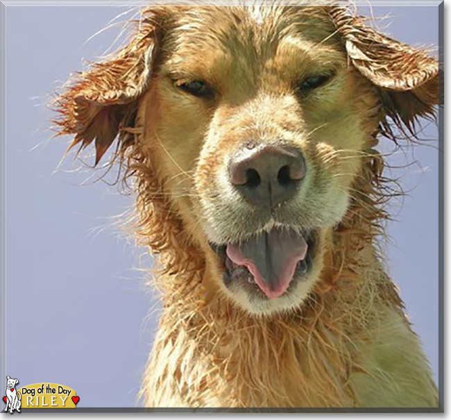 Riley the Golden Retriever, the Dog of the Day