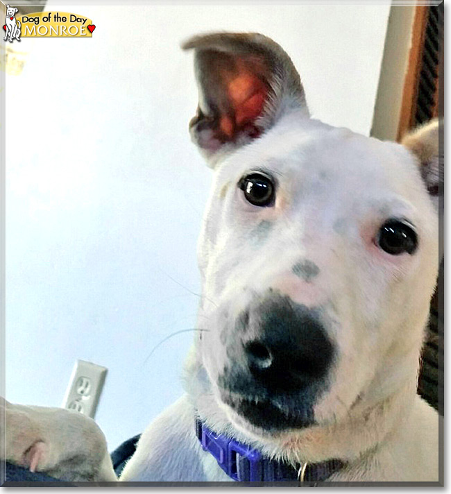 Monroe the Jack Russell Terrier/Whippet mix, the Dog of the Day
