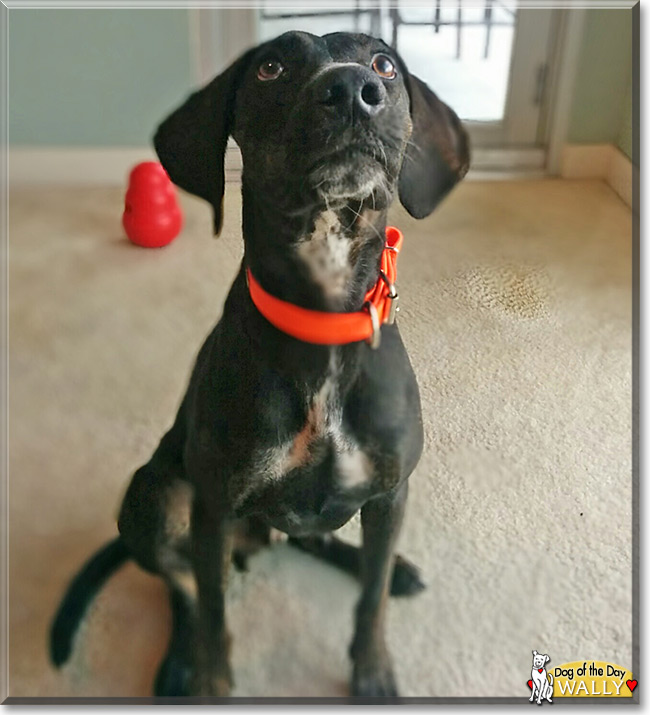 Wally the Plott Hound Dog, the Dog of the Day