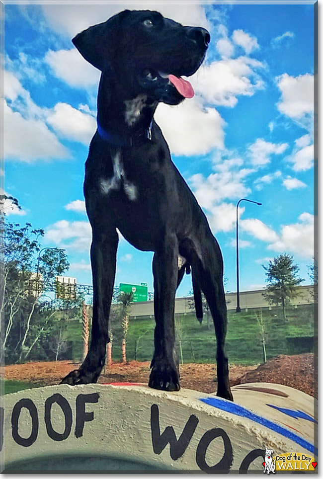 Wally the Plott Hound Dog, the Dog of the Day