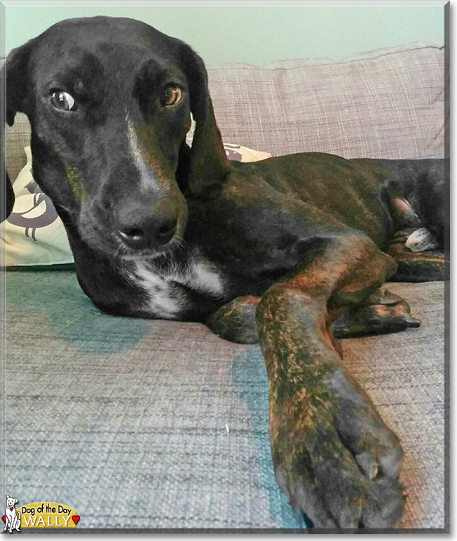 Wally the Plott Hound Dog, the Dog of the Day