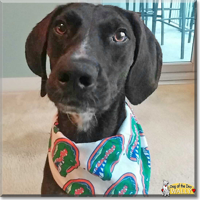 Wally the Plott Hound Dog, the Dog of the Day