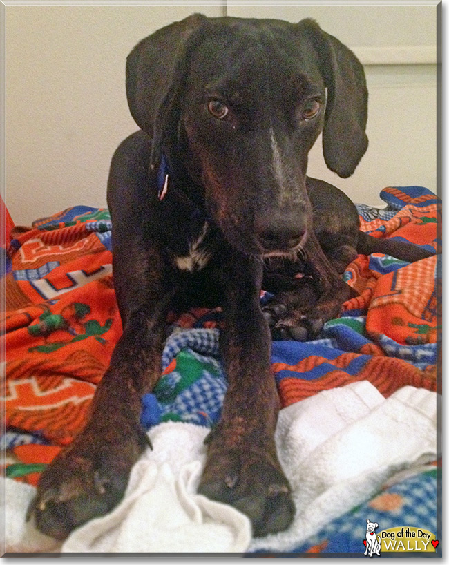 Wally the Plott Hound Dog, the Dog of the Day