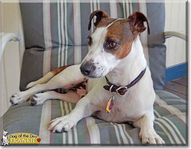 Frankie the Jack Russell Terrier, the Dog of the Day