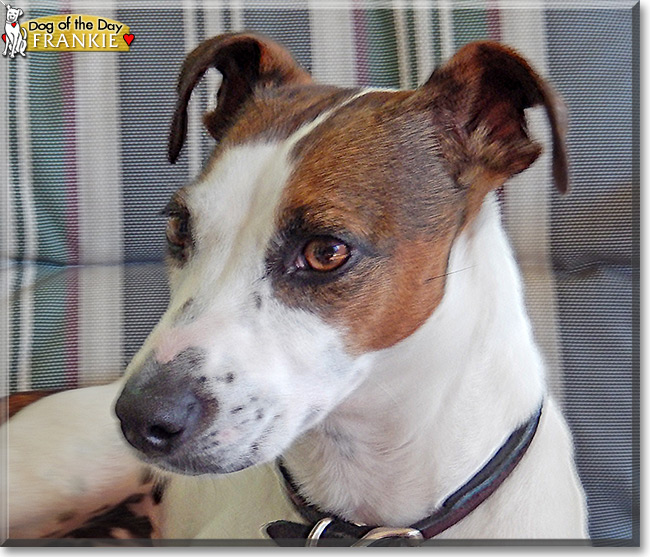 Frankie the Jack Russell Terrier, the Dog of the Day