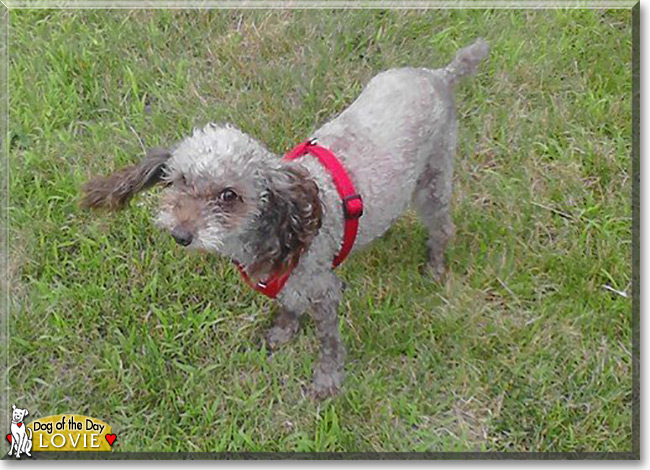 Lovie the Poodle mix, the Dog of the Day