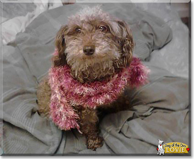 Lovie the Poodle mix, the Dog of the Day