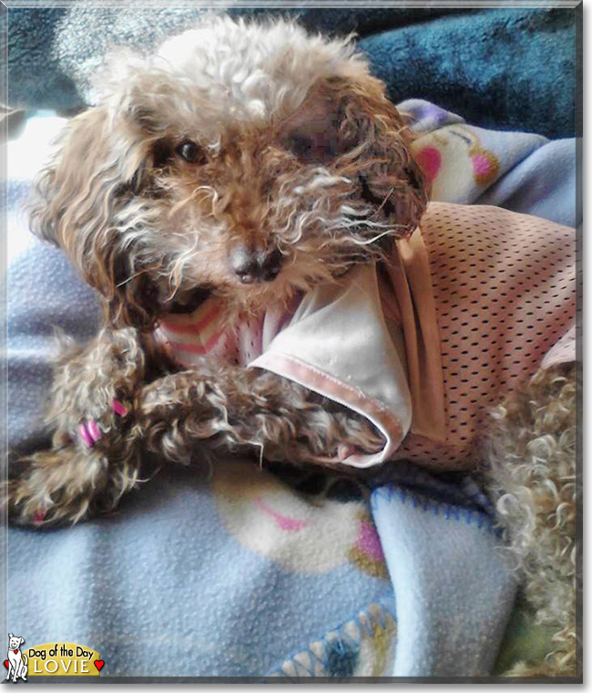 Lovie the Poodle mix, the Dog of the Day