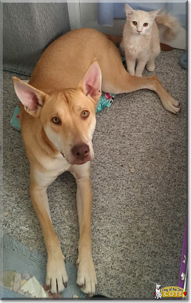 Cote the American Dingo, the Dog of the Day