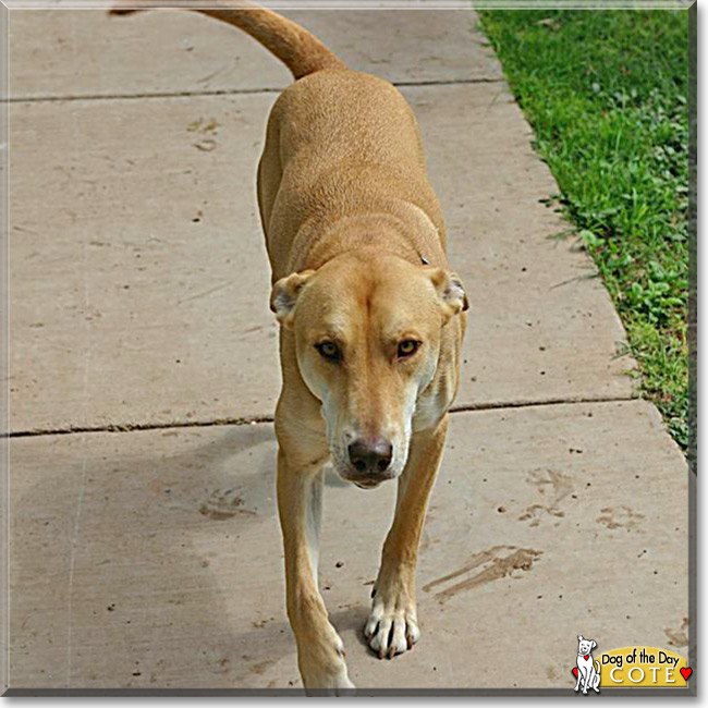 Cote the American Dingo, the Dog of the Day