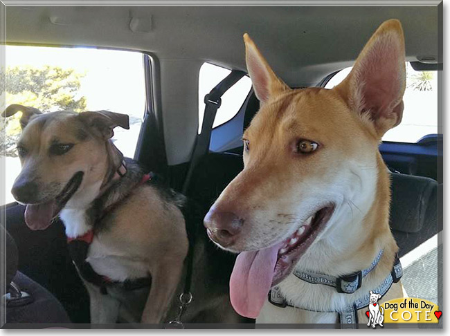 Cote the American Dingo, the Dog of the Day