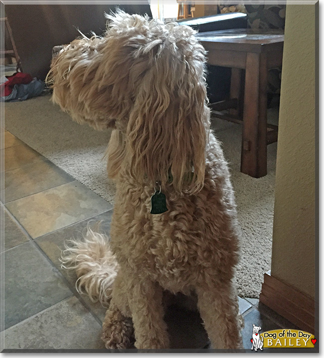 Bailey the Golden Retriever/Poodle mix, the Dog of the Day