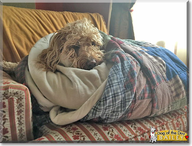 Bailey the Golden Retriever/Poodle mix, the Dog of the Day