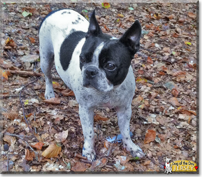 Jersey the Boston Terrier, the Dog of the Day