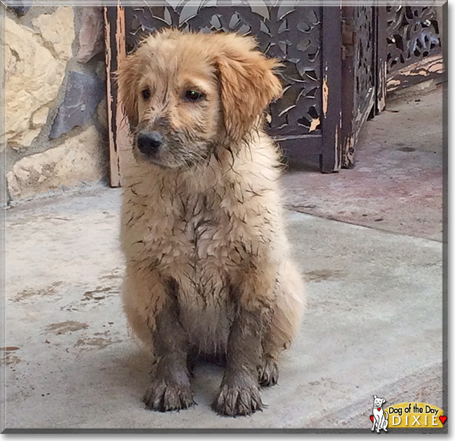 Dixie the Golden Retriever, the Dog of the Day