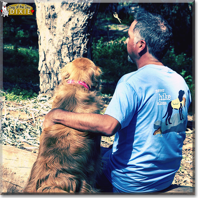 Dixie the Golden Retriever, the Dog of the Day