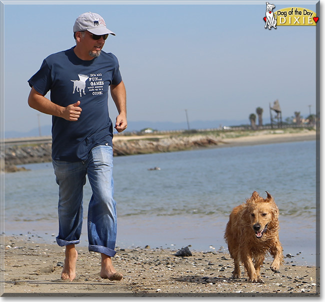 Dixie the Golden Retriever, the Dog of the Day