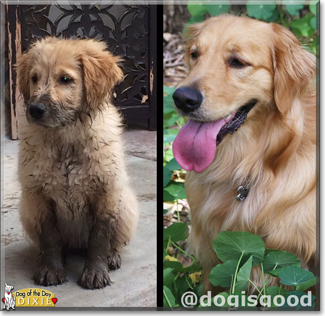 Dixie the Golden Retriever, the Dog of the Day