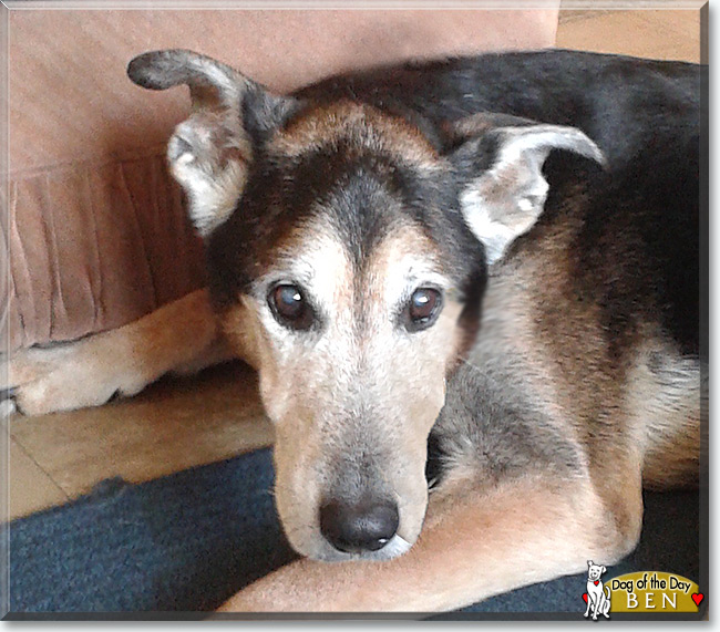  Ben the German Shepherd mix, the Dog of the Day