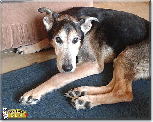 Ben the German Shepherd mix, the Dog of the Day