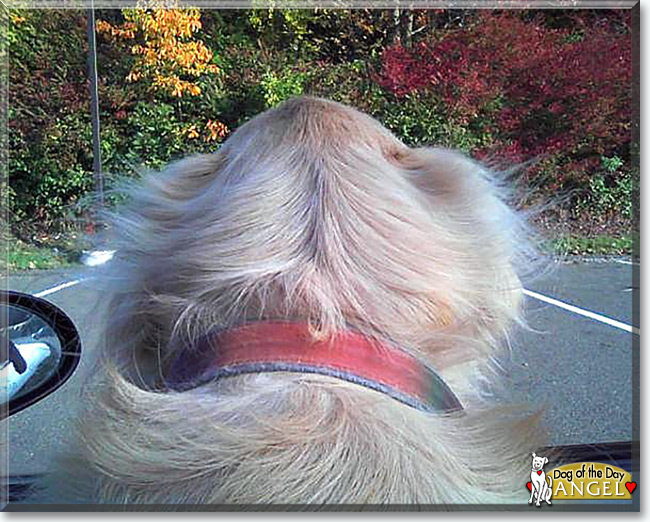 Angel the  Golden Retriever, the Dog of the Day