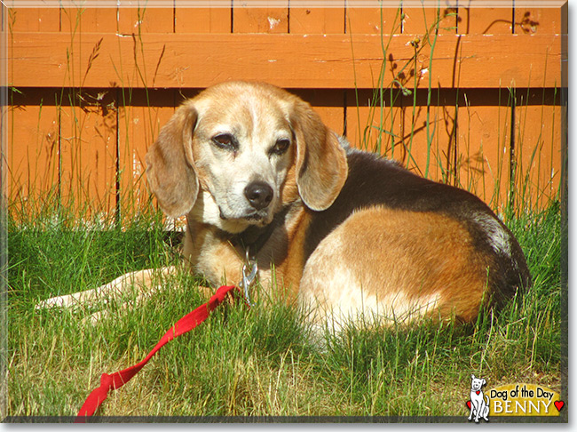 Benny the Beagle, the Dog of the Day