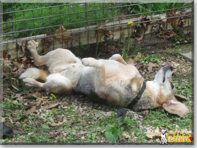 Benny the Beagle, the Dog of the Day