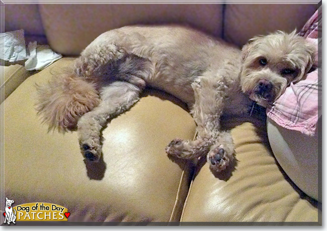 Patches the Cocker Spaniel/Poodle mix, the Dog of the Day