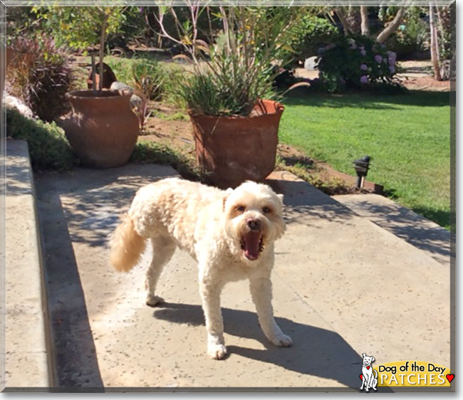 Patches the Cocker Spaniel/Poodle mix, the Dog of the Day