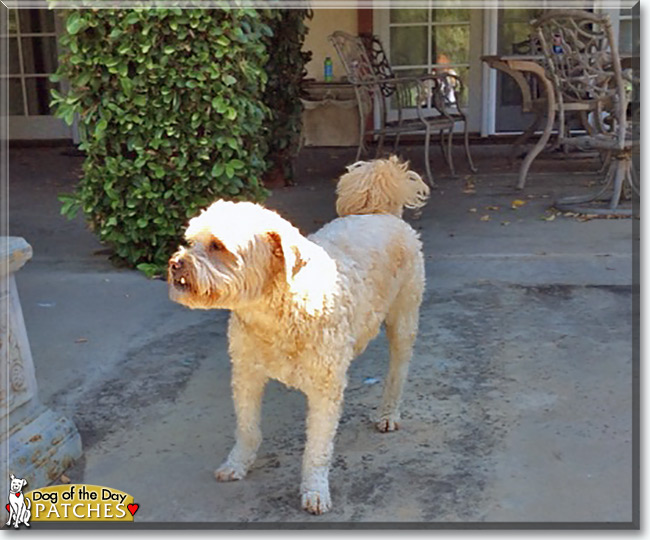 Patches the Cocker Spaniel/Poodle mix, the Dog of the Day