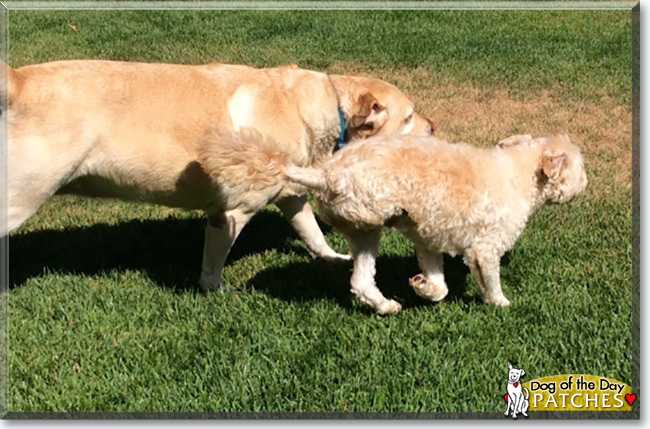 Patches the Cocker Spaniel/Poodle mix, the Dog of the Day