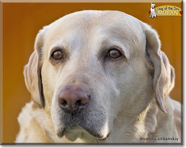 Muran the Labrador Retriever, the Dog of the Day