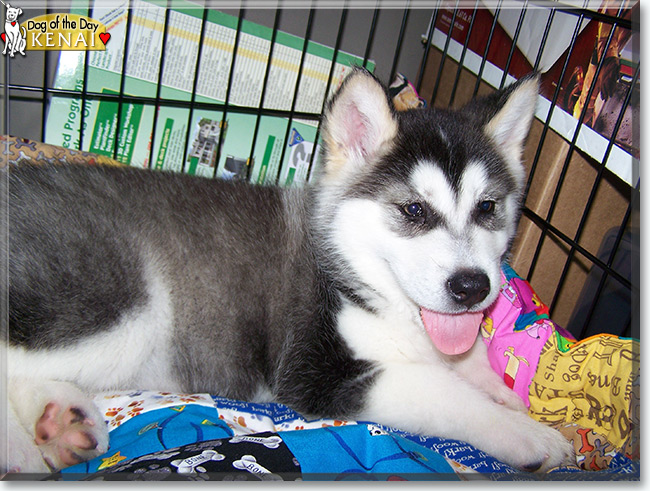 Kenai the Alaskan Malamute, the Dog of the Day