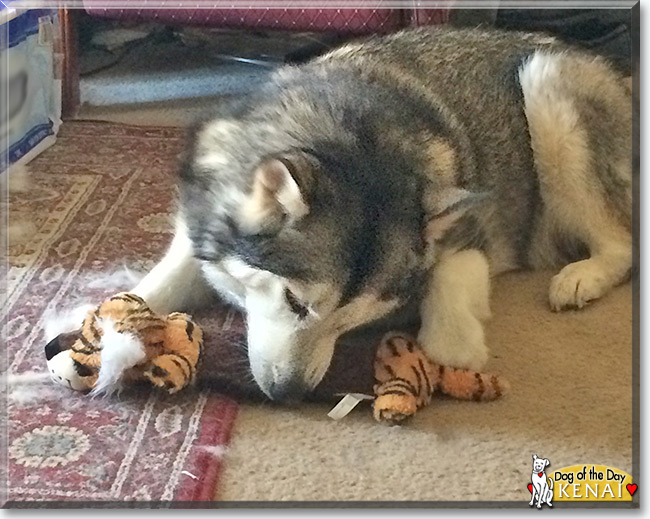 Kenai the Alaskan Malamute, the Dog of the Day