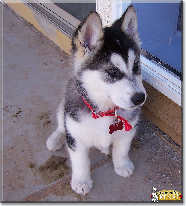 Kenai the Alaskan Malamute, the Dog of the Day