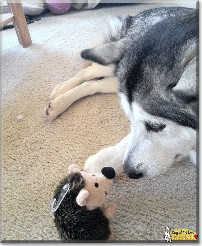 Kenai the Alaskan Malamute, the Dog of the Day