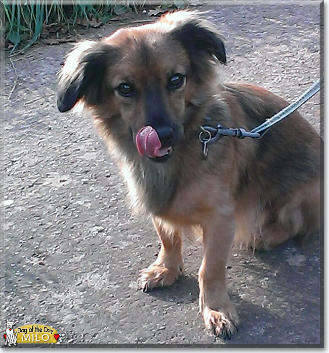 Milo the Spaniel mix, the Dog of the Day