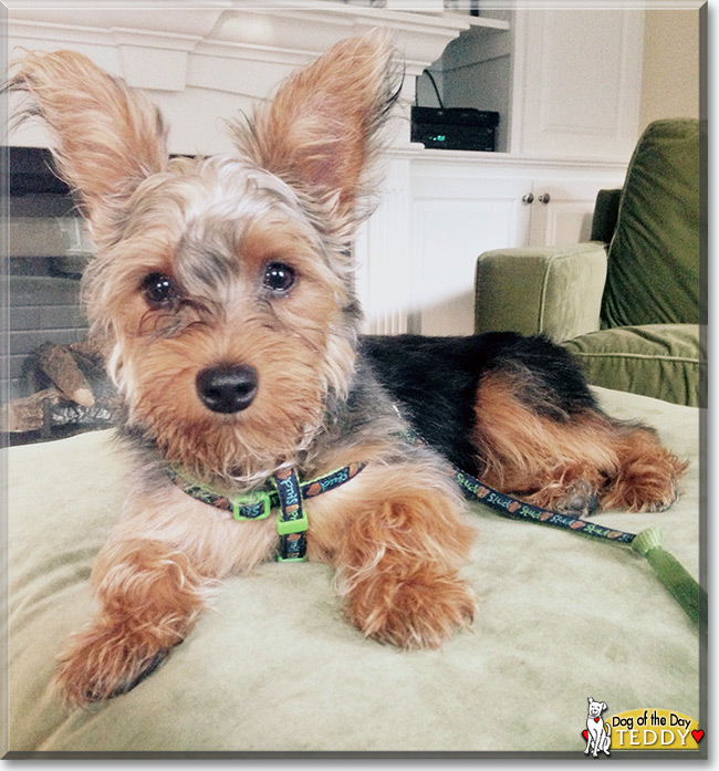 Teddy the Yorkshire Terrier, the Dog of the Day