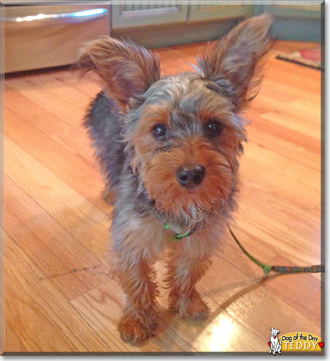 Teddy the Yorkshire Terrier, the Dog of the Day