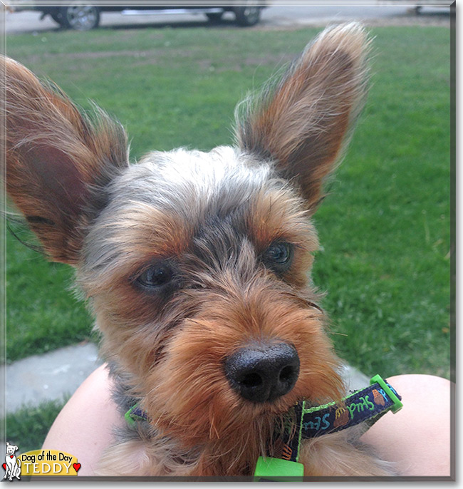 Teddy the Yorkshire Terrier, the Dog of the Day