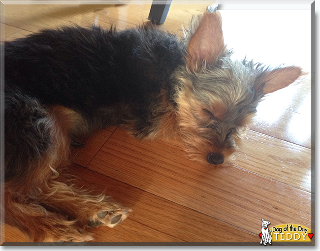 Teddy the Yorkshire Terrier, the Dog of the Day