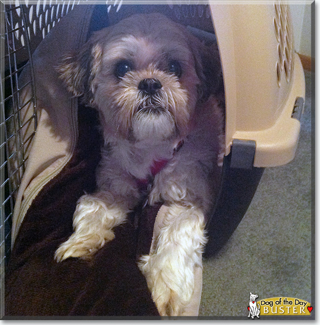  Buster the Shih Tzu, the Dog of the Day