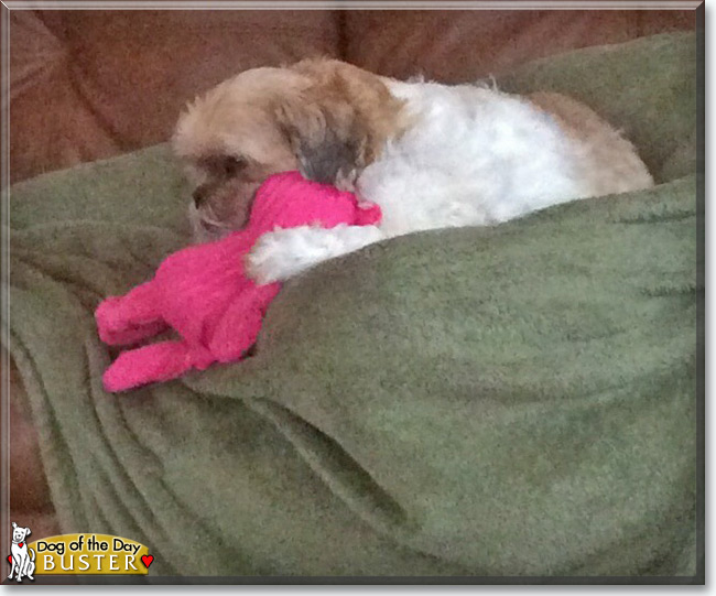  Buster the Shih Tzu, the Dog of the Day