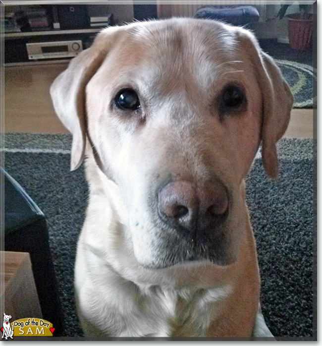 Sam the  Labrador Retriever, the Dog of the Day