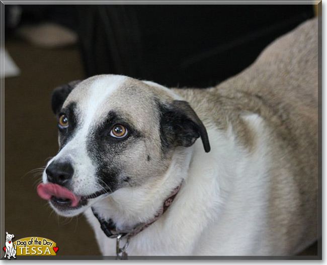 Tessa the Shepherd mix, the Dog of the Day