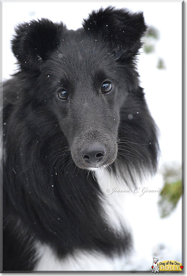 Holly, the Dog of the Day