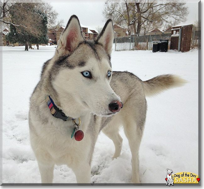 Sasha, the Dog of the Day